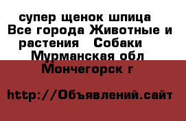 супер щенок шпица - Все города Животные и растения » Собаки   . Мурманская обл.,Мончегорск г.